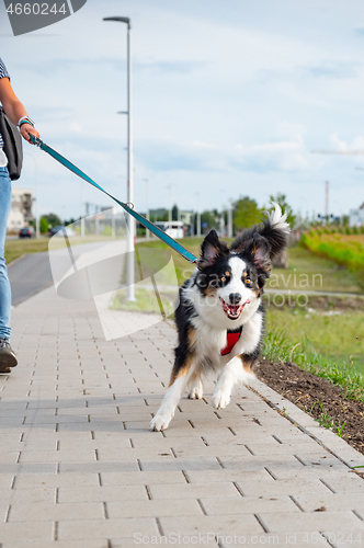 Image of Australian Shepherd dog