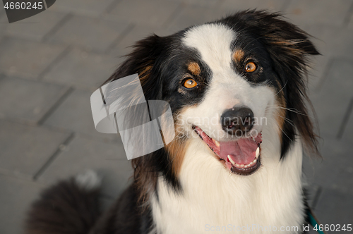 Image of Australian Shepherd dog