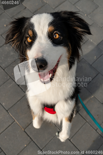 Image of Australian Shepherd dog