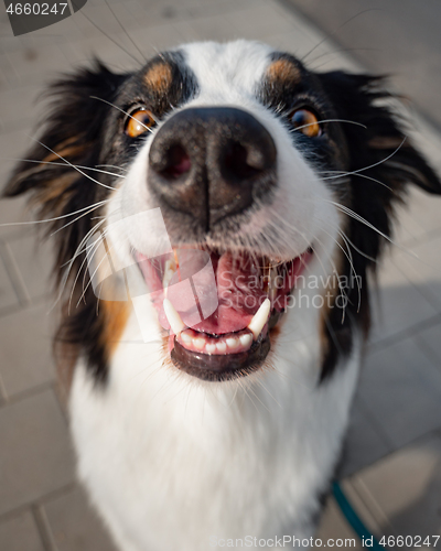 Image of Australian Shepherd dog