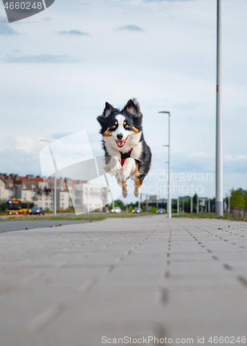 Image of Australian Shepherd dog