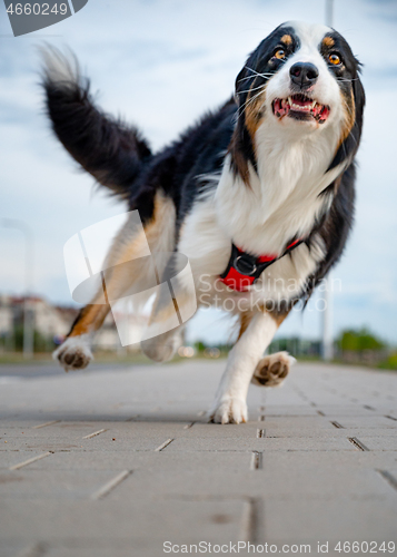 Image of Australian Shepherd dog