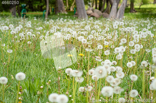 Image of Dandelion flowers on field