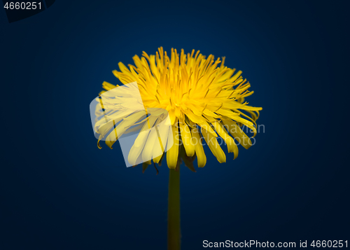 Image of Dandelion flower in studio