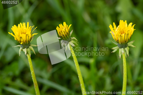 Image of Dandelion flowers on field