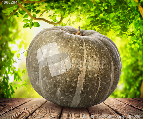 Image of Pumpkin on table