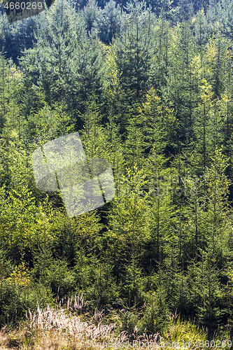 Image of Mixed forest in late summer