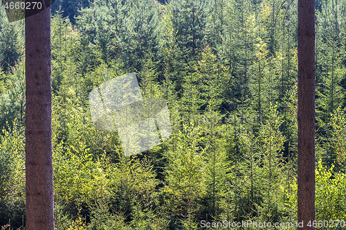 Image of A shot a young green forest through tree trunks of mature forest