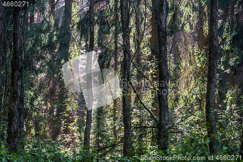 Image of Forest in late summer with backlight