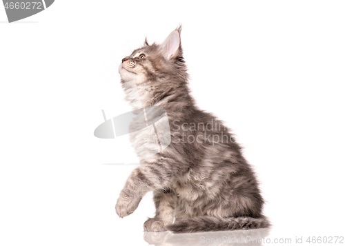 Image of Maine Coon kitten on white