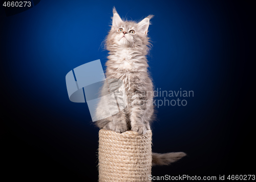 Image of Maine Coon kitten on blue