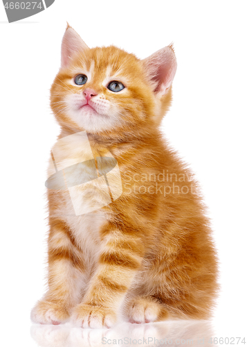 Image of Red kitten on white