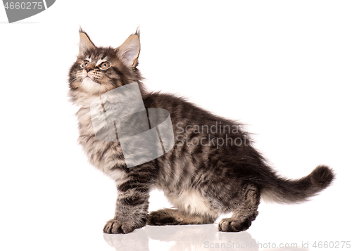 Image of Maine Coon kitten on white