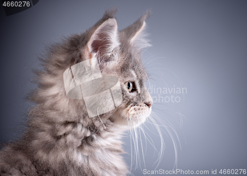 Image of Maine Coon kitten on gray