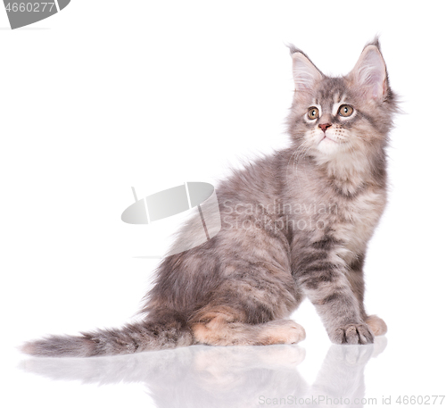 Image of Maine Coon kitten on white