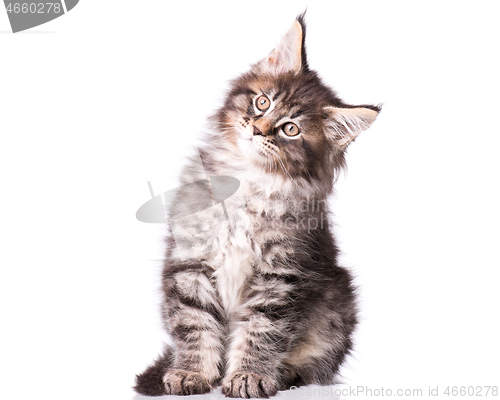 Image of Maine Coon kitten on white