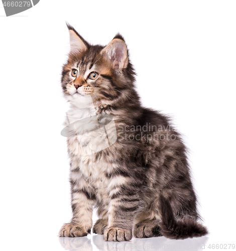 Image of Maine Coon kitten on white