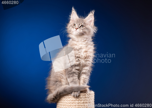 Image of Maine Coon kitten on blue