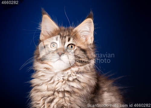 Image of Maine Coon kitten on blue