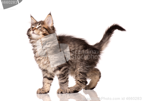 Image of Maine Coon kitten on white