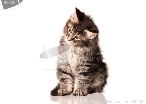 Image of Maine Coon kitten on white