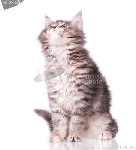 Image of Maine Coon kitten on white