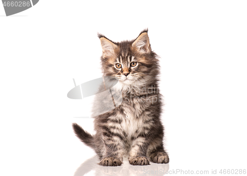 Image of Maine Coon kitten on white