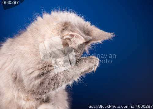 Image of Maine Coon kitten on blue