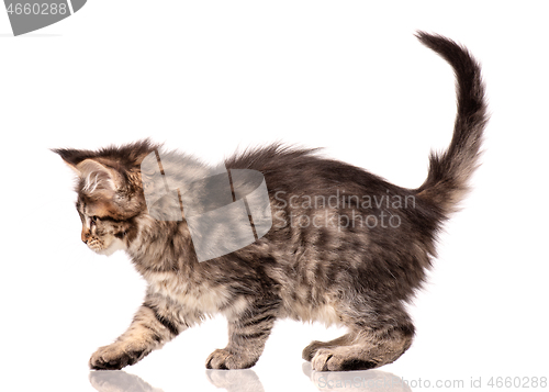 Image of Maine Coon kitten on white