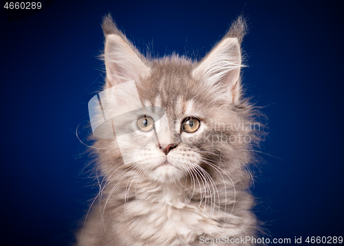 Image of Maine Coon kitten on blue