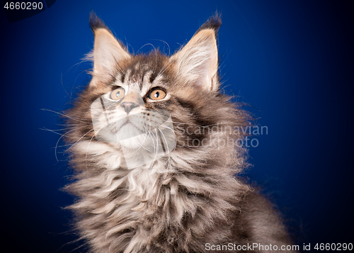 Image of Maine Coon kitten on blue