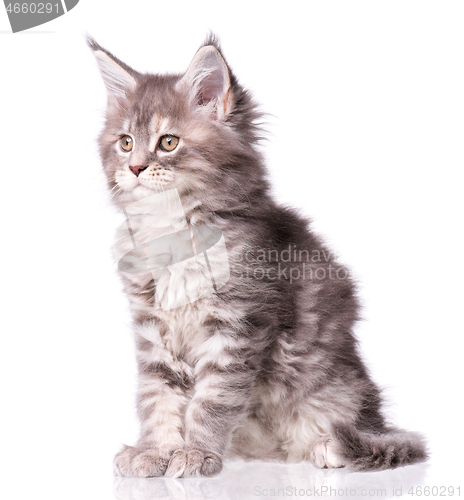 Image of Maine Coon kitten on white