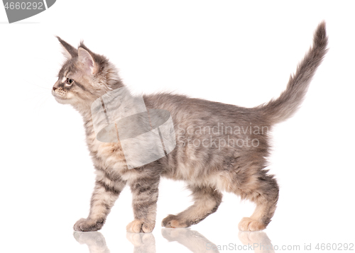 Image of Maine Coon kitten on white