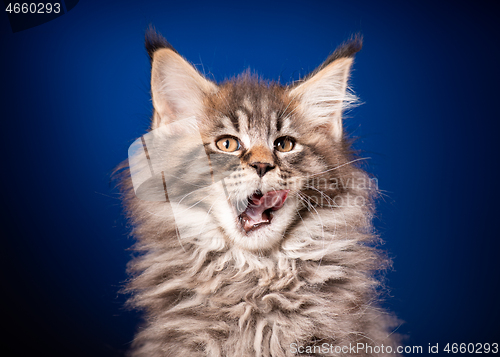 Image of Maine Coon kitten on blue