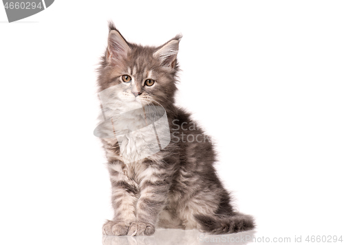 Image of Maine Coon kitten on white