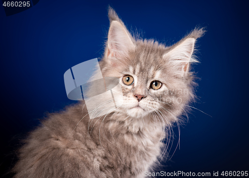 Image of Maine Coon kitten on blue