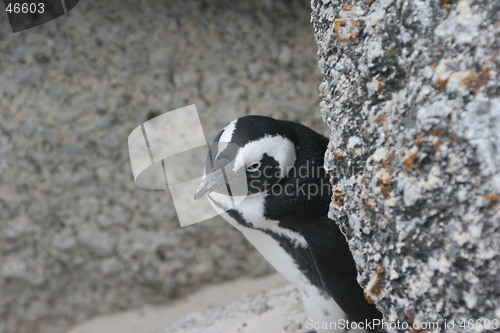 Image of Penguin