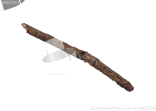 Image of Dry tree branch on white