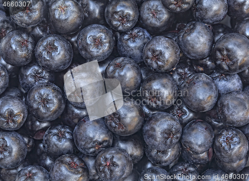 Image of Aronia Fruit Background