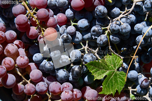 Image of background of different sorts of grapes