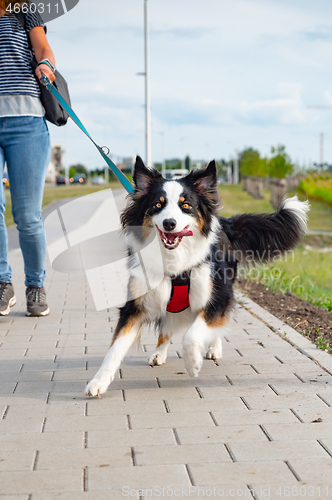 Image of Australian Shepherd dog