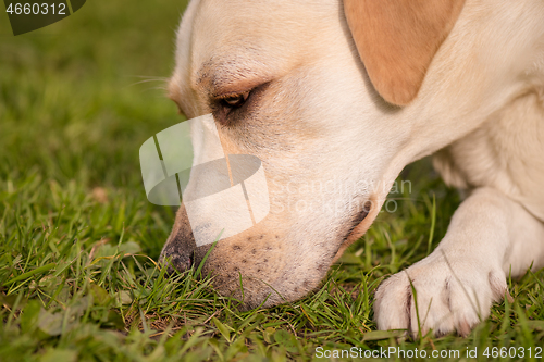 Image of Dog Labrador Retriever at park