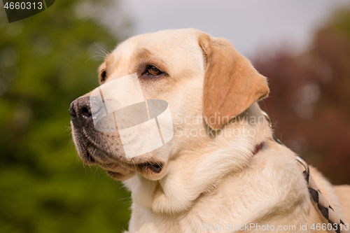 Image of Dog Labrador Retriever at park