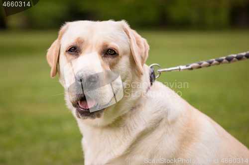 Image of Dog Labrador Retriever at park