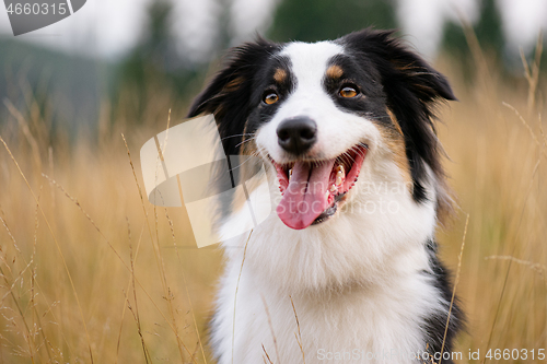 Image of Australian Shepherd dog