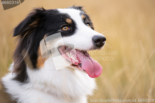 Image of Australian Shepherd dog