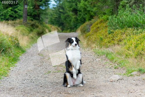 Image of Australian Shepherd dog