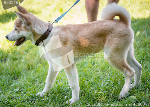 Image of Portrait of dog at park