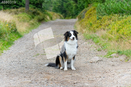 Image of Australian Shepherd dog