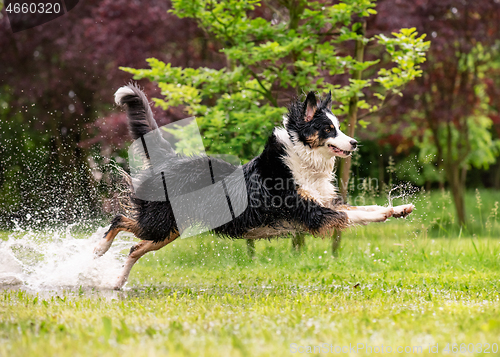 Image of Dog run on watery meadow